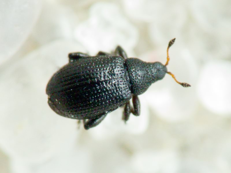 Rhamphus oxyacanthae Marsham, 1802